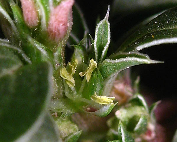 Photographs of Western New Mexico University Department of Natural Sciences and the Dale A. Zimmerman Herbarium (https://wnmu.edu/academic/nspages/gilaflora/amaranthus_blitoides.html)